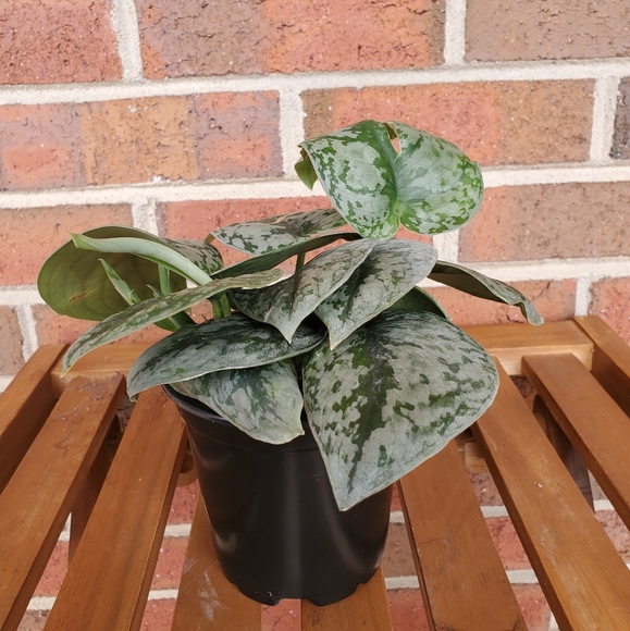 SOLD 🌱Scindapsus Pictus Exotica 3.5" pot - Picture 9 of 11